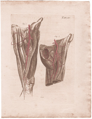 Represents the Arteries of the Fore and Inner Part of the Thigh